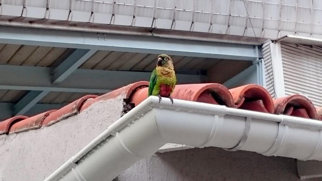 Gavea Bnb Rio de Janeiro Bagian luar foto